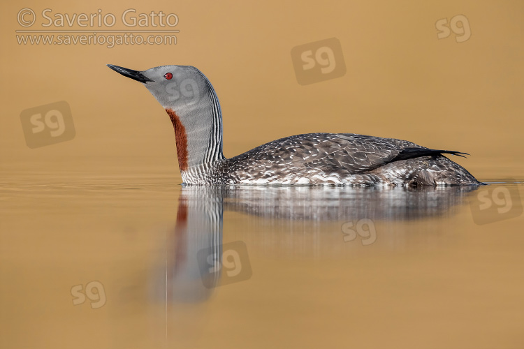 Red-throated Loon, sideview of an adult in breeding plumage