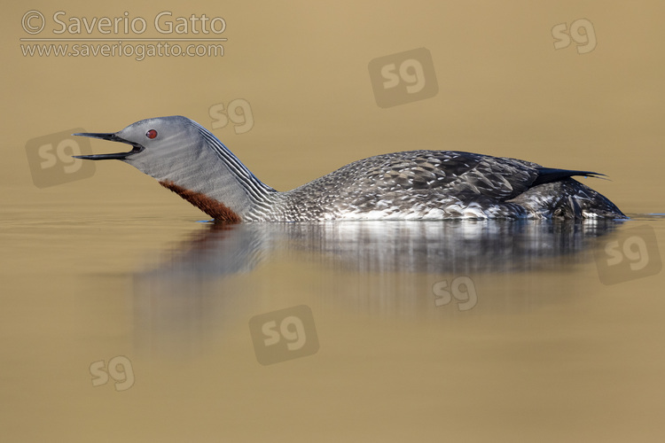 Red-throated Loon, sideview of an adult in breeding plumage