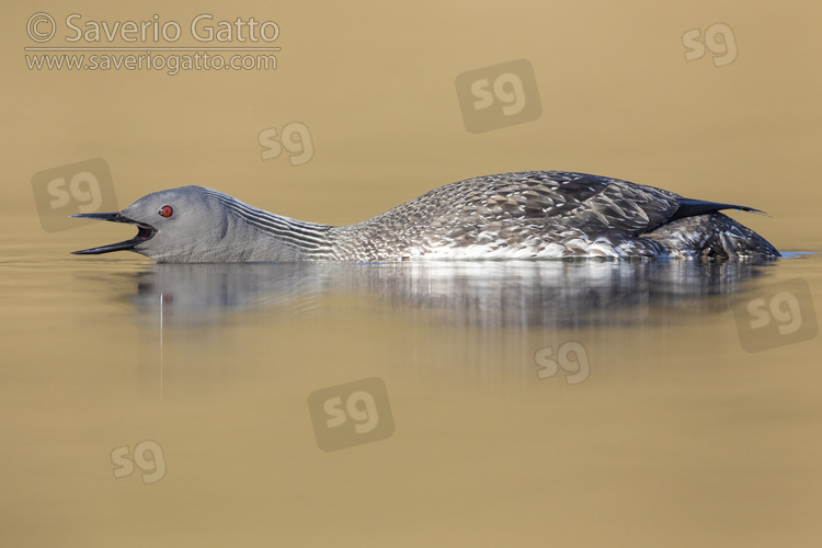 Red-throated Loon, sideview of an adult in breeding plumage
