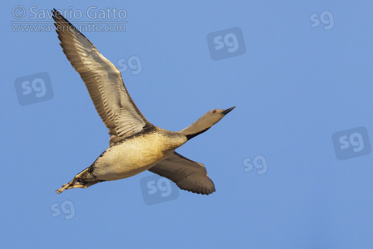 Red-throated Loon, adult in flight seen from below