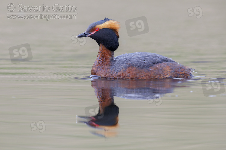 Horned Grebe, side view of an adult in b