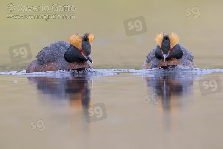 Horned Grebe, two individuals swimming