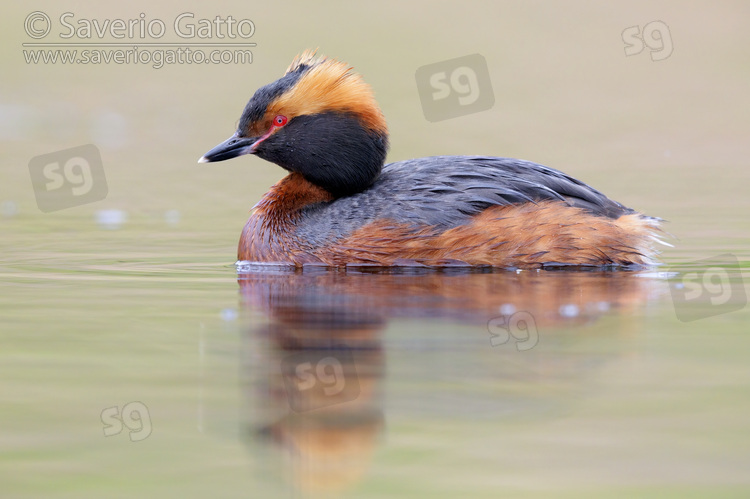 Horned Grebe, side view of an adult in breeding plumage