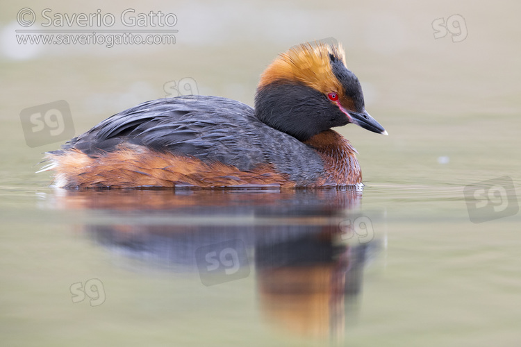 Horned Grebe, side view of an adult in breeding plumage