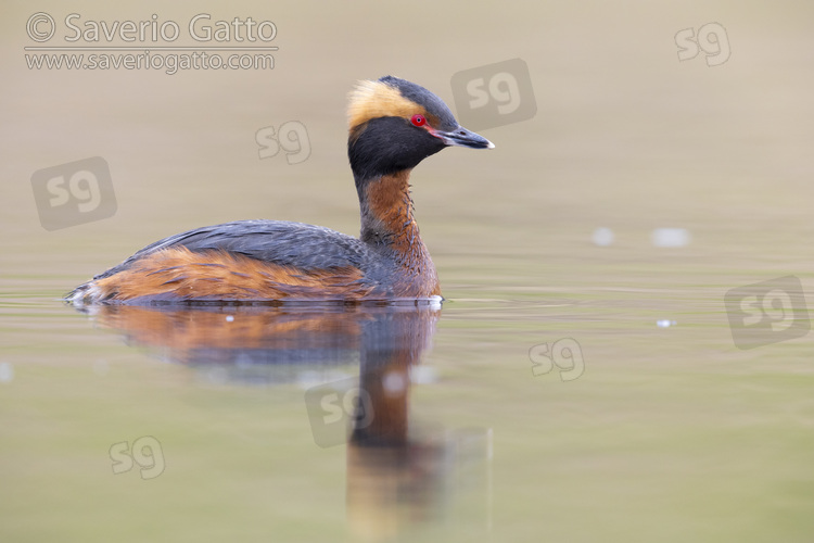 Horned Grebe, side view of an adult in the water
