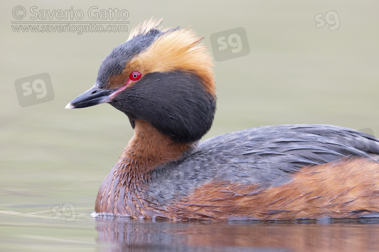 Horned Grebe, close-up of an adult in breeding plumage