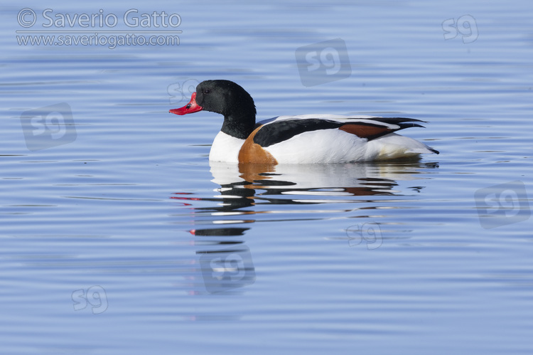 Common Shelduck, side view of an adult male swimming in the water