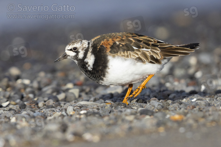 Ruddy Turnstone, side view of an adult walking on pebbles beach