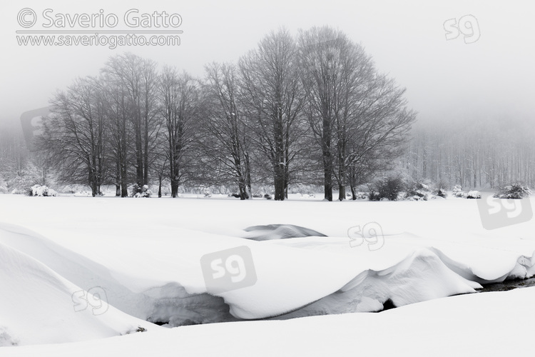 Paesaggio invernale, paesaggio invernale con alberi e un ruscello