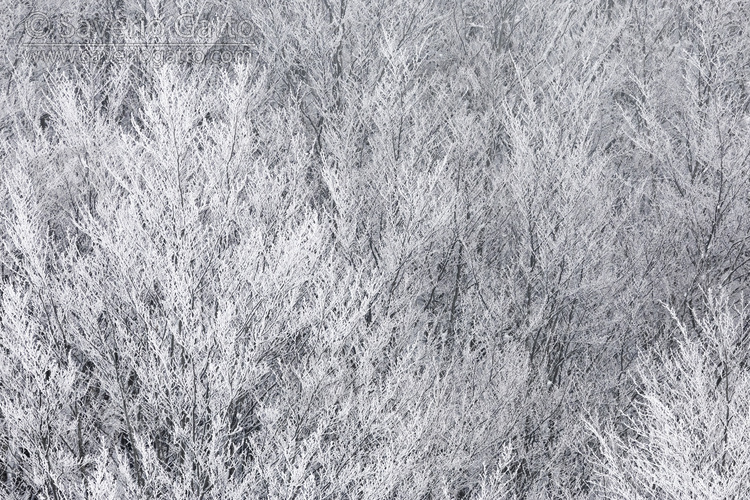 Snowy Beeches, pattern of branches covered in snow