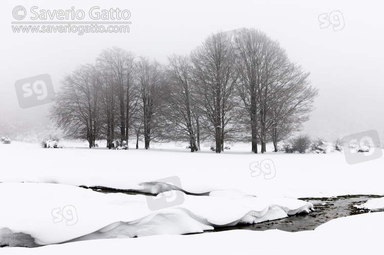 Paesaggio invernale, paesaggio invernale con alberi e un ruscello