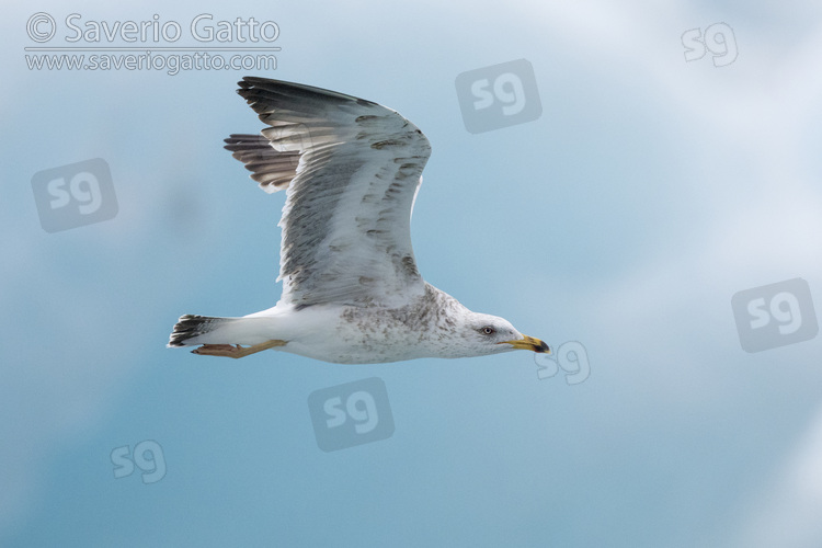 Lesser Black-backed Gull, side view of a 3cy individual in flight