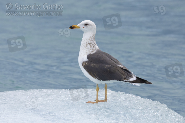 Lesser Black-backed Gull, 3cy individual standing on an iceberg