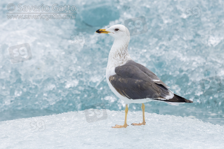 Lesser Black-backed Gull, 3cy individual standing on an iceberg