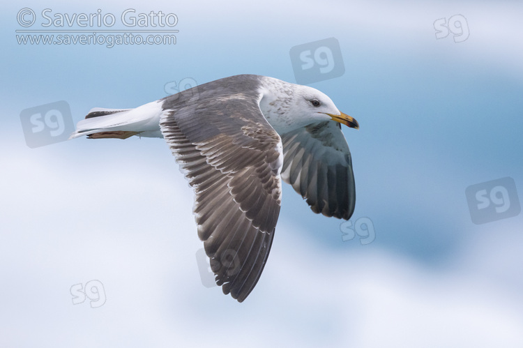 Lesser Black-backed Gull, side view of a 3cy individual in flight