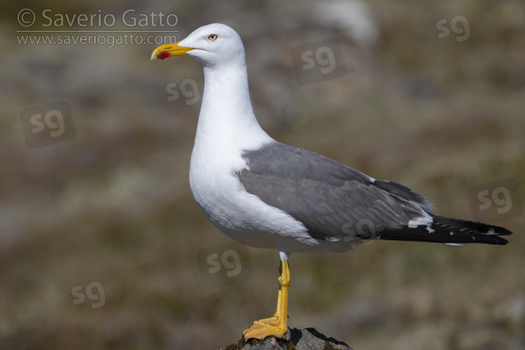 Lesser Black-backed Gull, side view of an adult standing on the ground