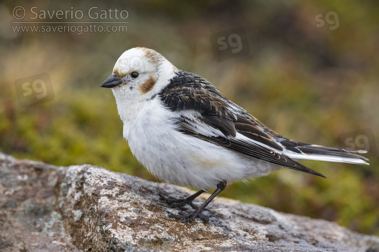 Snow Bunting