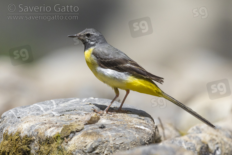 Greay Wagtail, side view of an adult male in post-breeding moult