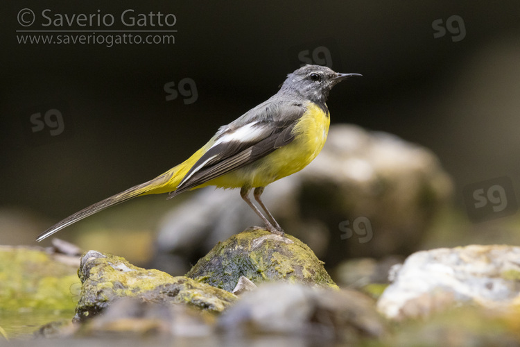 Greay Wagtail, side view of an adult male in post-breeding moult