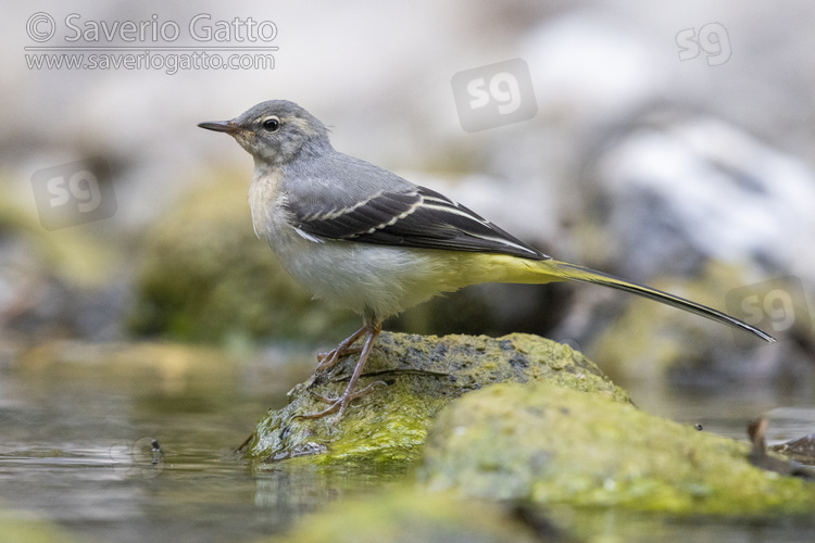 Greay Wagtail, side view of a juvenile standing on a stone