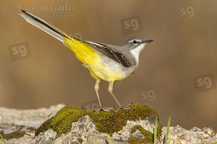 Greay Wagtail