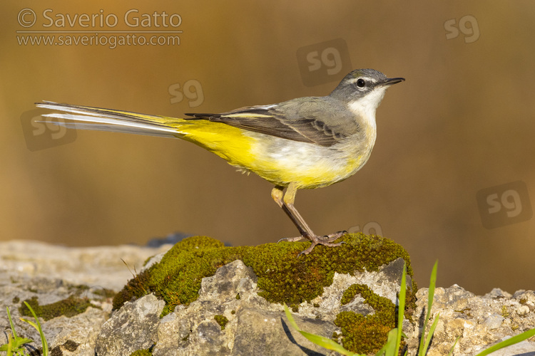 Greay Wagtail, side view of an adult in winter plumage