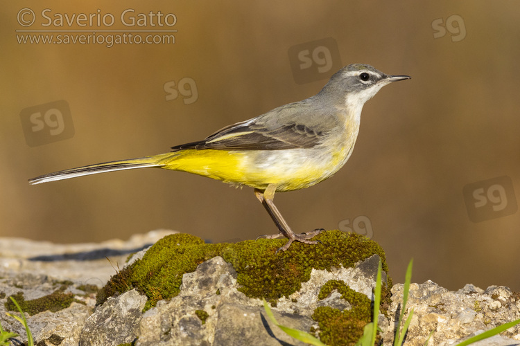 Greay Wagtail, side view of an adult in winter plumage