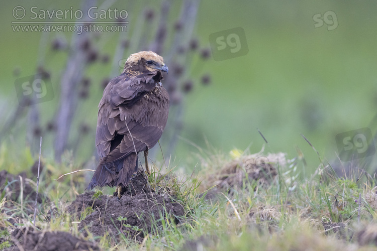 Falco di palude, giovane posato sul terreno