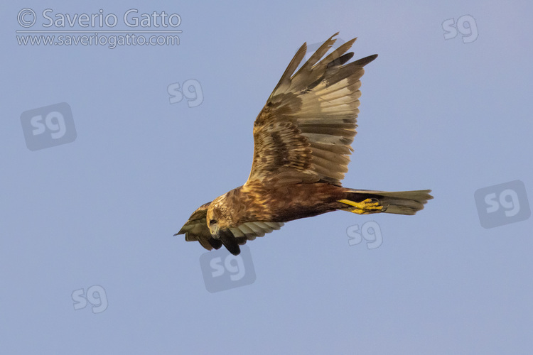 Marsh Harrier, side view of an immature male in flight