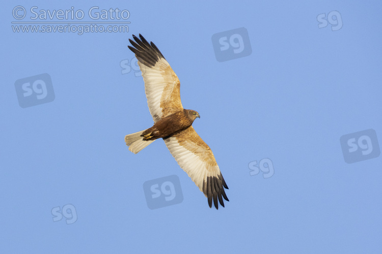 Marsh Harrier, adult male in flight seen from below