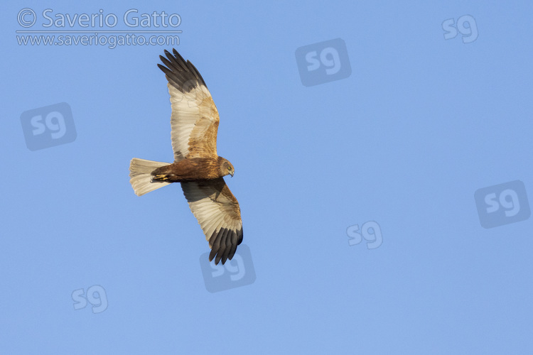 Marsh Harrier, adult in flight seen from below