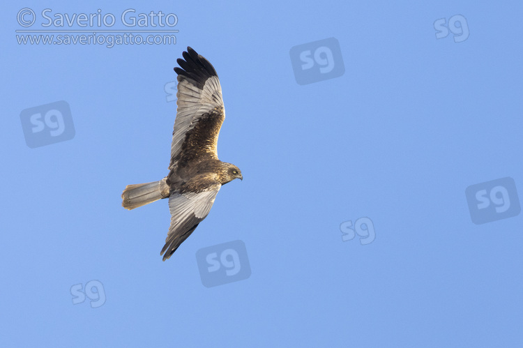 Falco di palude, maschio adulto in volo