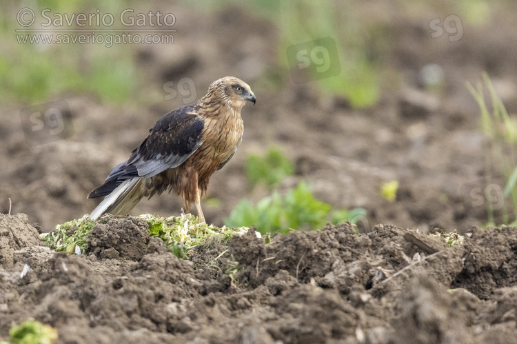 Falco di palude, maschio adulto posato sul terreno