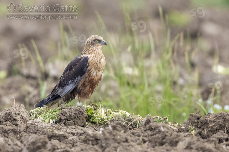 Falco di palude, maschio adulto posato sul terreno