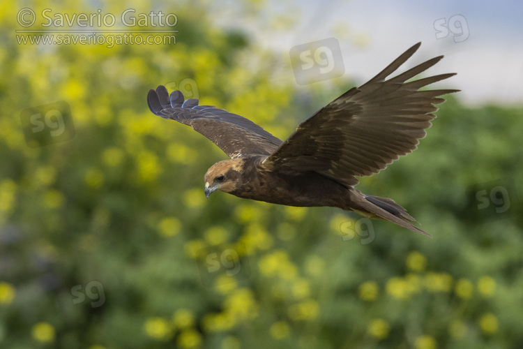 Falco di palude, giovane in volo visto di lato