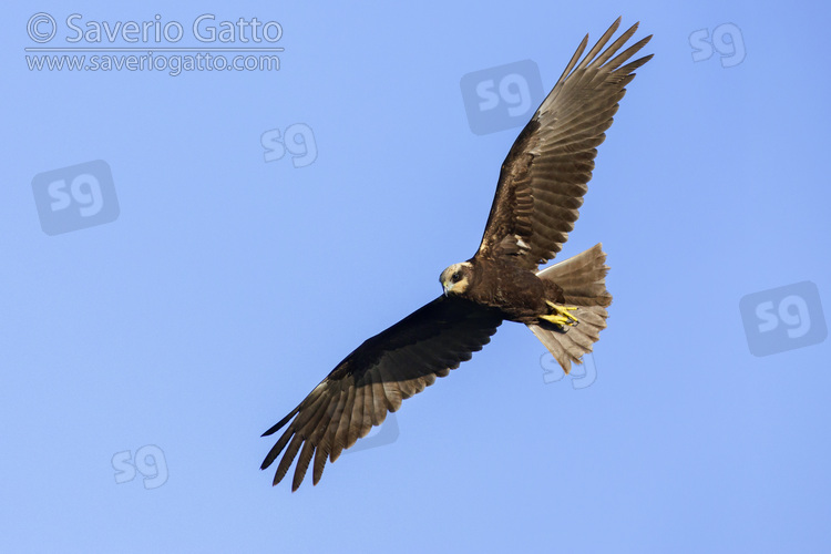 Marsh Harrier, juvenile in flight seen from below