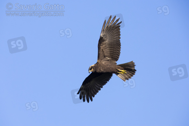 Marsh Harrier, juvenile in flight seen from below