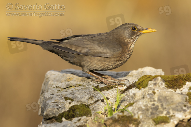 Common Blackbird, side view of an adult female standing on a rock