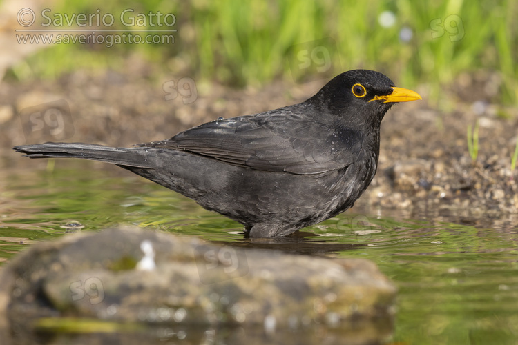 Common Blackbird, side view of an adult male taking a bath