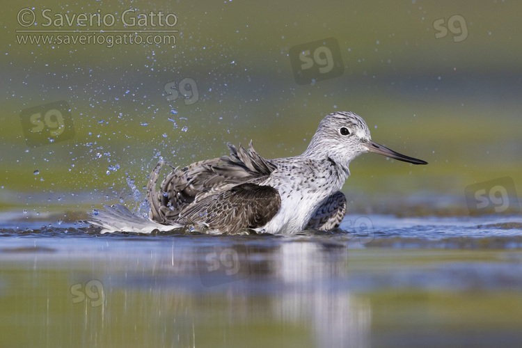 Greenshank, side view of an adult taking a bath