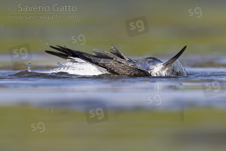 Greenshank