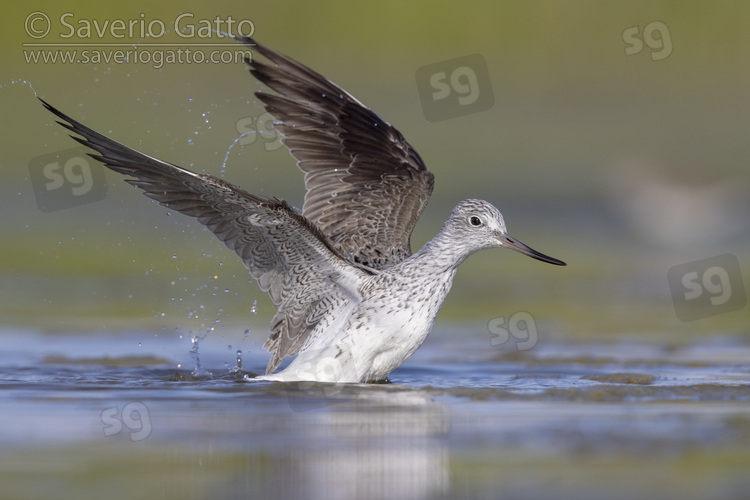 Greenshank