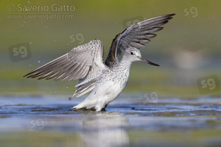 Greenshank