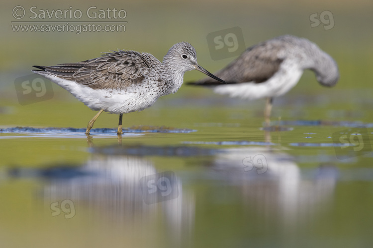 Greenshank, two adults standing in the water
