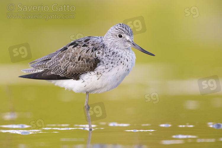 Greenshank, side view of an adult standing in a swamp