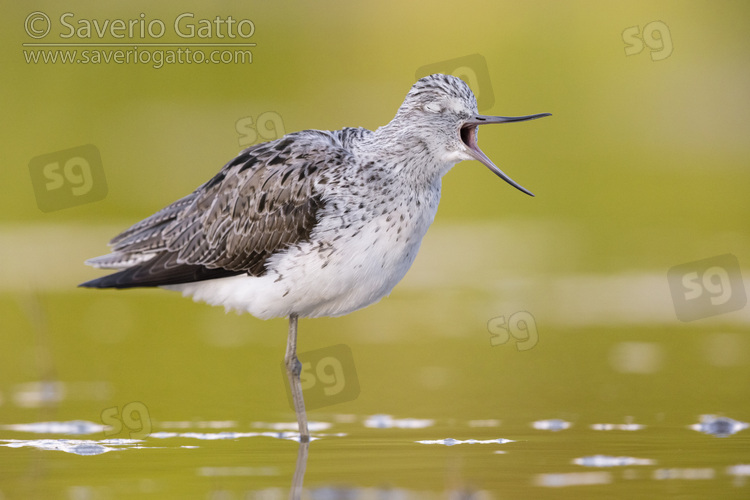 Greenshank, side view of an adult standing in a swamp with opened bill