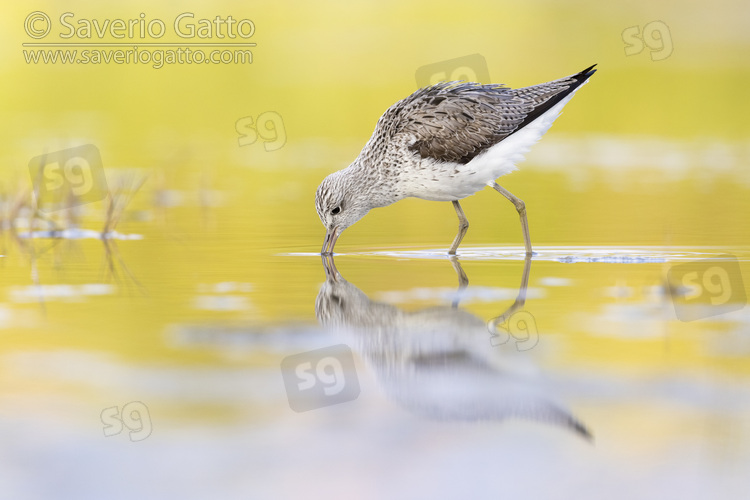Greenshank, side view of an adult feeding in a swamp