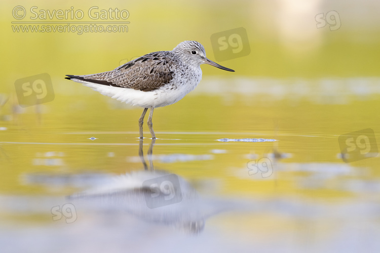 Greenshank, side view of an adult standing in the water