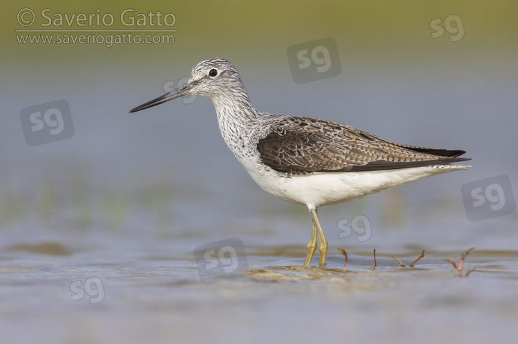 Greenshank, side view of an adult standing in the water