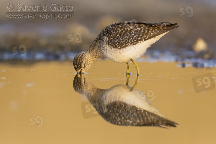 Wood Sandpiper, side view of an adult feeding in the water